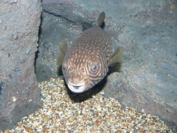 Reticulated pufferfish