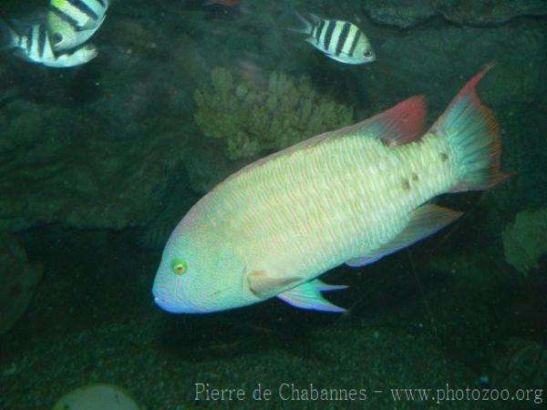 Tripletail wrasse *