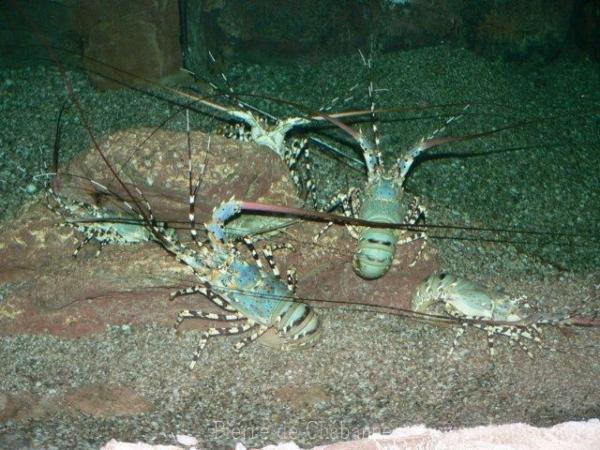 Ornate rock lobster *