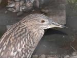 Black-crowned night-heron