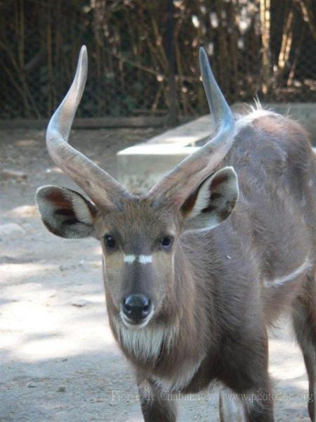 Western sitatunga