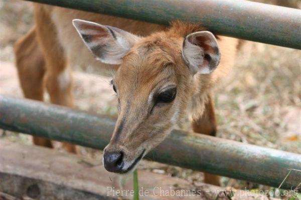 Nilgai