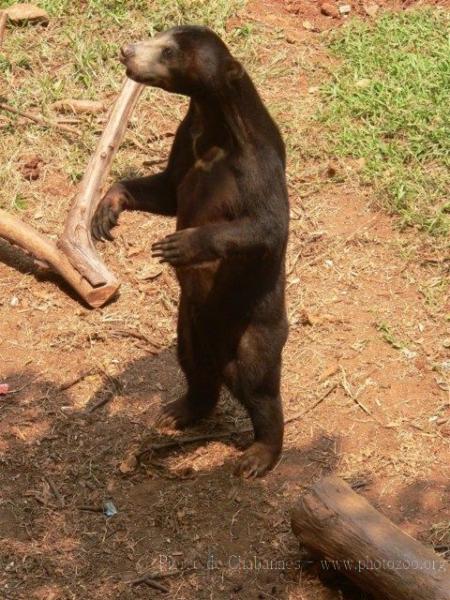 Bornean sun bear