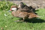 White-cheeked pintail