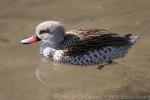 Cape teal