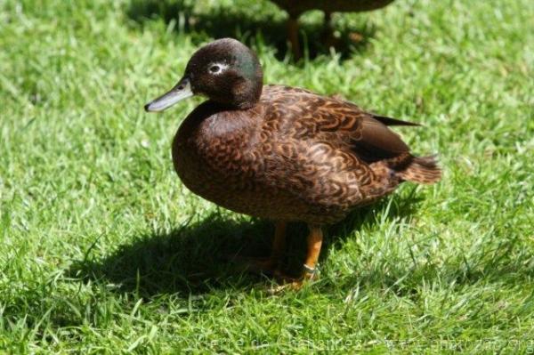 Laysan duck