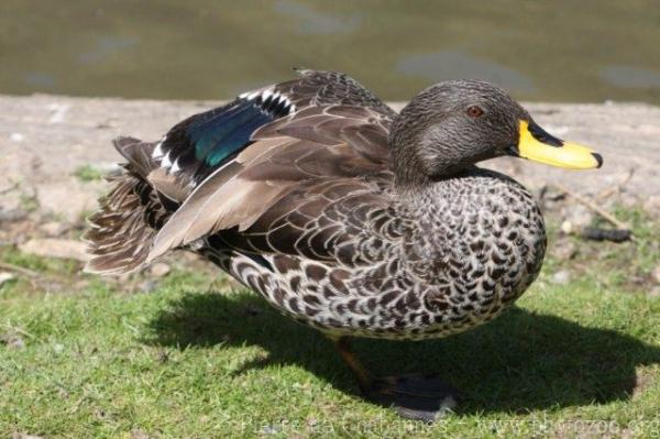 Yellow-billed duck