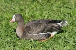 Lesser white-fronted goose