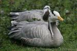 Bar-headed goose