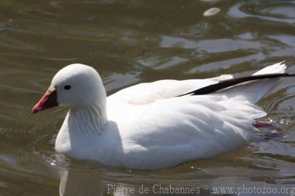 Ross's goose