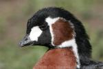 Red-breasted goose