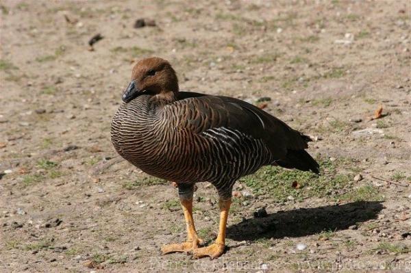 Upland goose