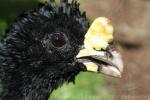 Great curassow