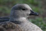 Blue-winged goose *