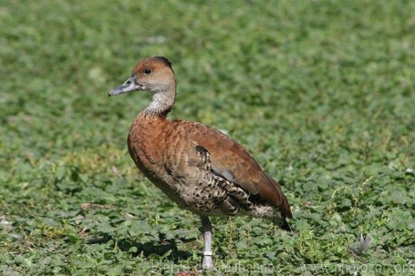 West Indian whistling-duck