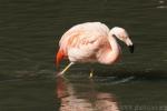 Chilean flamingo