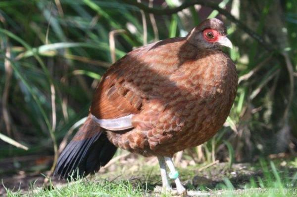 Salvadori's pheasant