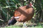 Salvadori's pheasant