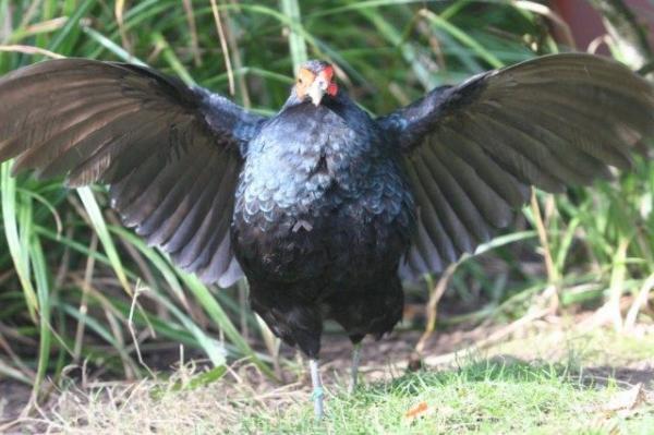 Salvadori's pheasant