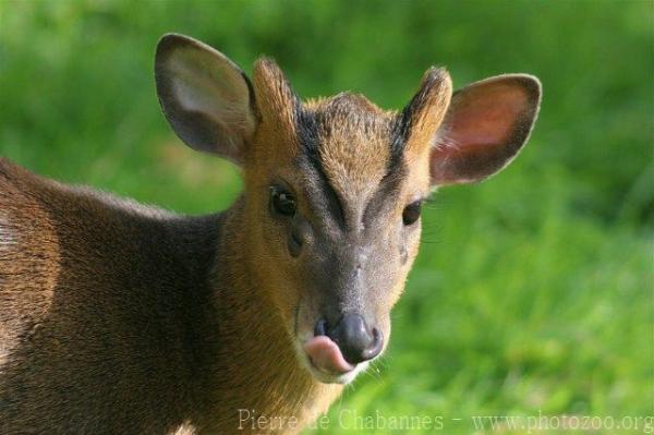 Reeve's muntjac