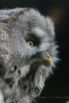 Great grey owl