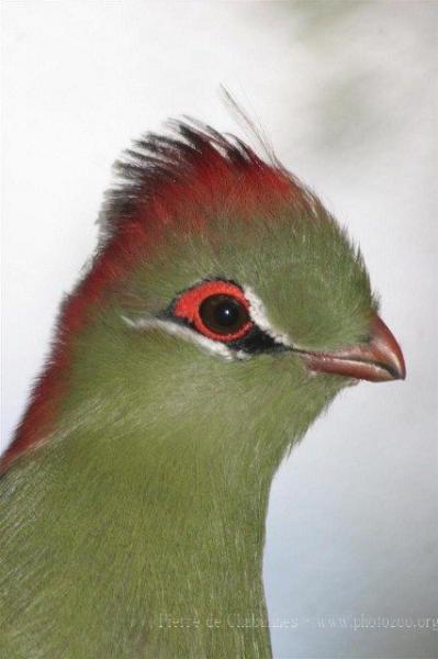 Fischer's turaco *