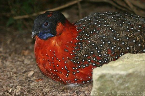 Satyr tragopan