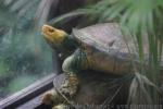 Sulawesi forest turtle