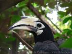 Oriental pied hornbill