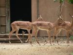 Common impala