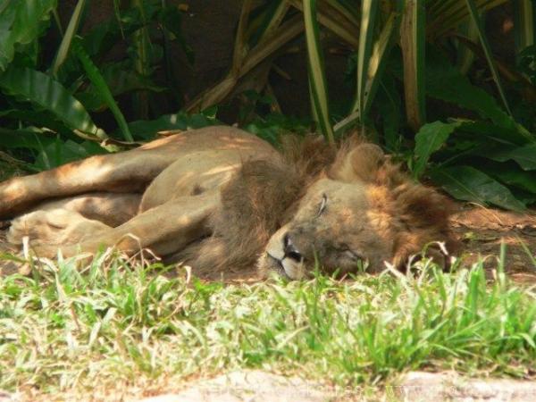 East-African lion