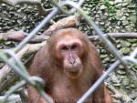 Stump-tailed macaque