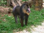 Mandrill