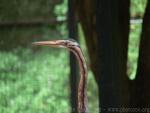 Asian purple heron