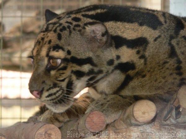 Clouded leopard