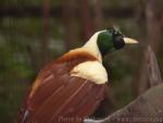 Red bird-of-paradise *