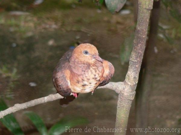 Little cuckoo-dove