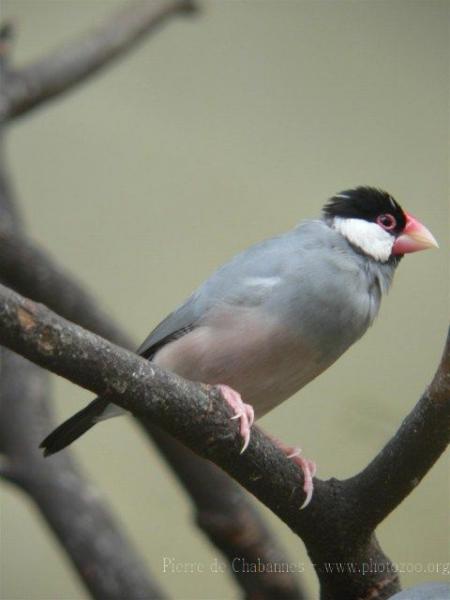 Java sparrow