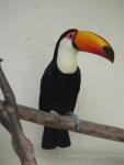 Toco toucan