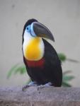 Channel-billed toucan