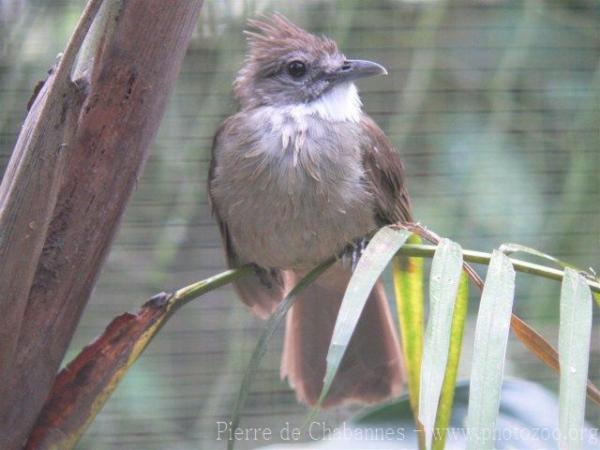 Ochraceous bulbul
