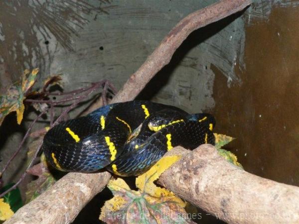 Mainland mangrove snake