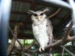 Barred eagle-owl
