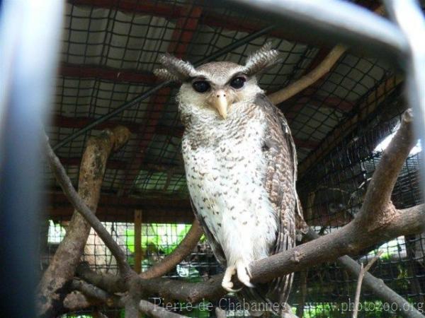 Barred eagle-owl