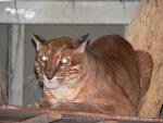 Asian golden cat *