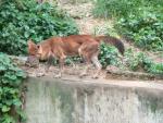 Malayan dhole *