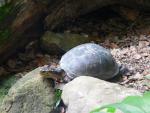 South-east Asian box turtle