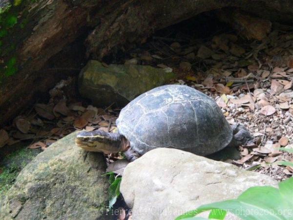 South-east Asian box turtle