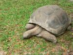 Aldabra giant tortoise