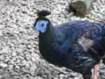 Malay crested fireback